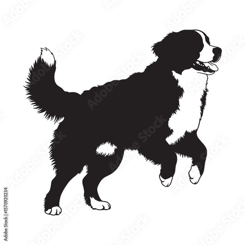 Beautiful Bernese Mountain Dog digital black image, an elegant graphic for your creative projects - Bernese Mountain Dog silhouette - Bernese Mountain Dog Vector - Silhouette of Bernese Mountain Dog

