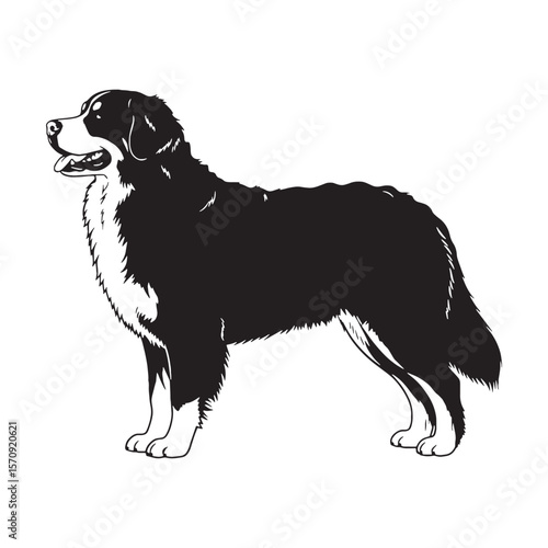Loyal Bernese Mountain Dog black vector graphic, reflecting its devoted and calm temperament - Bernese Mountain Dog silhouette - Bernese Mountain Dog Vector - Silhouette of Bernese Mountain Dog


