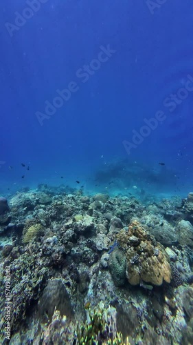 Wallpaper Mural Underwater sea ocean water with beautiful diverse corals and fishes swimming  Torontodigital.ca