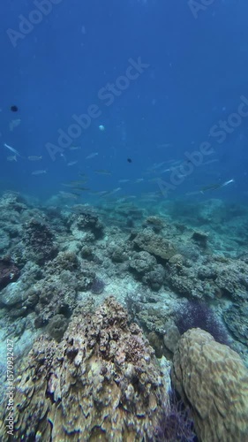 Underwater sea ocean water with beautiful diverse corals and fishes swimming 