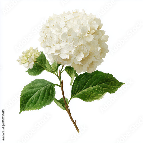 Delicate White Hydrangea Illustration , white background cut out PNG