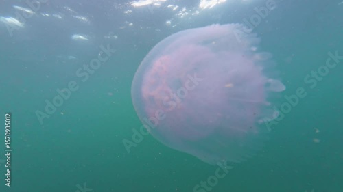 Small white jellyfish with blue edge at the bottom of the umbrella (or hat). Background with turquoise sea. Rhizostoma pulmo, commonly known as the barrel jellyfish or dustbin-lid jellyfish
