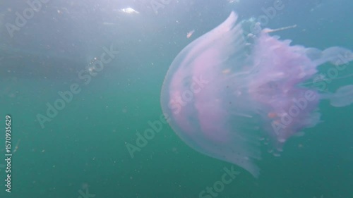 Small white jellyfish with blue edge at the bottom of the umbrella (or hat). Background with turquoise sea. Rhizostoma pulmo, commonly known as the barrel jellyfish or dustbin-lid jellyfish