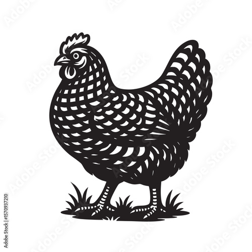 Black and white vector of a Plymouth Rock chicken standing on grass with distinct barred feathers. Ideal for farm logos, vintage prints, and rustic decor. Animal.