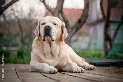 Senior labrador retriever dog is lying on wooden planks in a backyard garden, enjoying a moment of tranquility with closed eyes and peaceful expression
