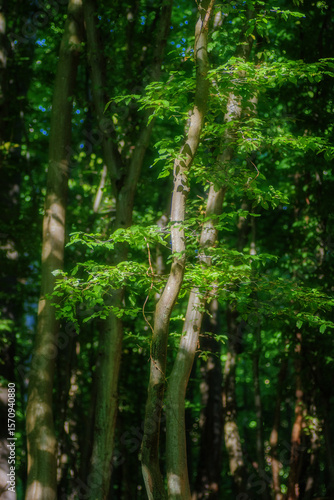 green forest in summer with lots of foliage and sun rays and blur background