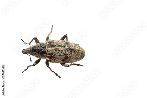 Photos False elephants, weevil beetle, a family of insects from the order Coleoptera on a white background