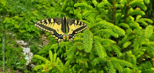 Schwalbenschwanz auf Nadelbaumtrieben