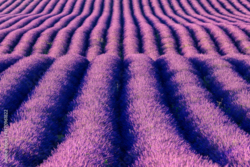View of intensely purple lavender fields stretch to the horizon in rhythmic rows, a fragrant sea under the Provencal sun, Valensole, Provence-Alpes-CÃ´te d'Azur, France.