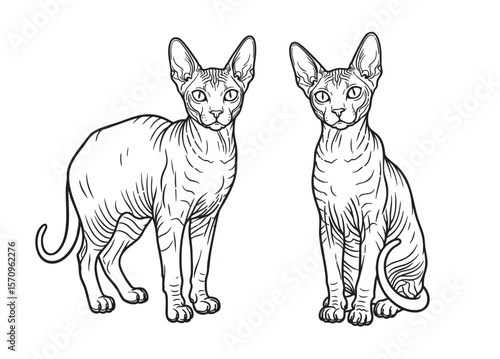 Vector of striking outline illustration of two Donskoy cats, one standing and one sitting, showcasing their unique hairless appearance. Pet.