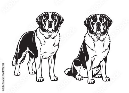 Vector of imposing outline illustration of two Saint Bernard dogs, one standing and one sitting, showcasing their majestic size Pet.