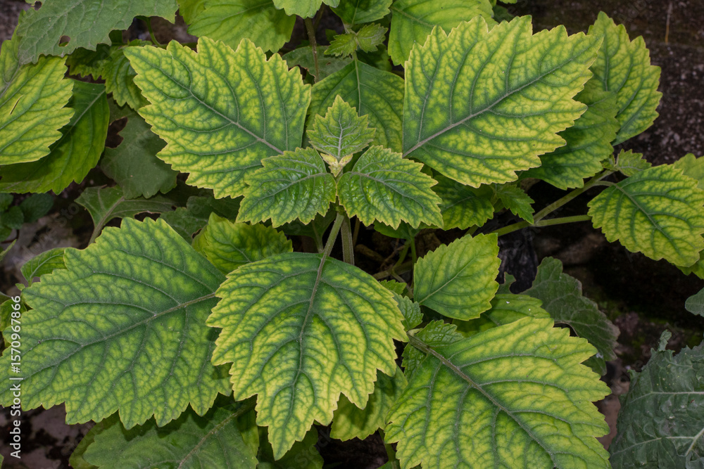 Patchouli leaves (Pogostemon cablin) Patchouli leaves are the basic ingredient for making essential oil Patchouli leaves (Pogostemon cablin) Patchouli leaves are the basic ingredient for making essential oil