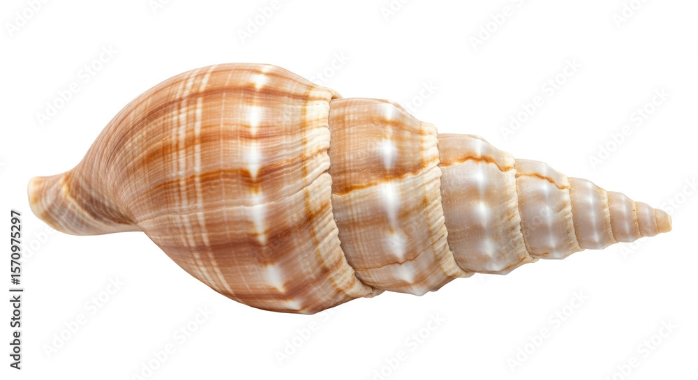 Isolated Sea Shell Isolated Sea Shell