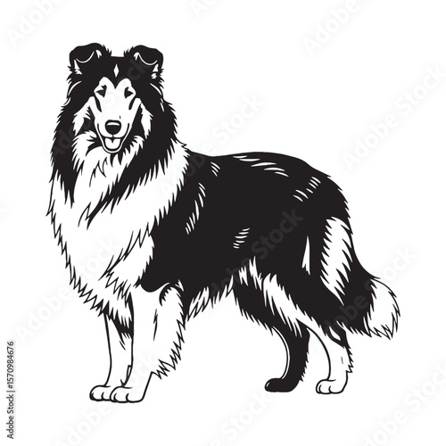 Photography Intelligent Collie digital black silhouette, embodying its bright and perceptive