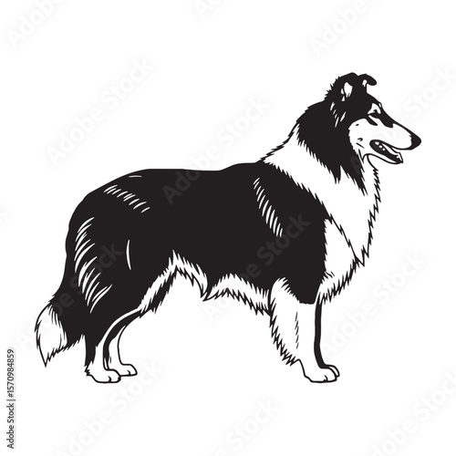 Gentle Collie black vector graphic, reflecting its calm and affectionate temperament - Collie silhouette - Collie Vector - Silhouette of Collie - dog silhouette

