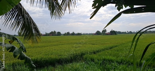 Lush Green Rice Field Under Clear Blue Sky With Scattered Clouds