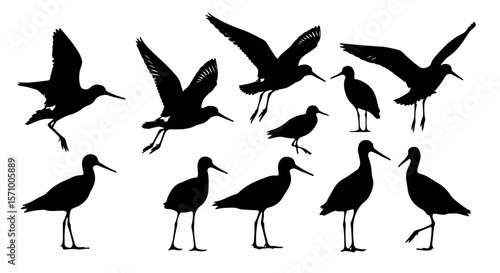 Graceful silhouettes of shorebirds in flight and standing create an elegant avian vector illustration.