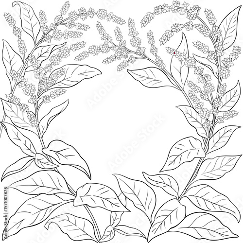 Amaranth Branch with Flowers and Leaves Outline Frame. Organic natural nutritional healthy food ingredient, vegetarian diet product. Vector isolated for design or decoration.