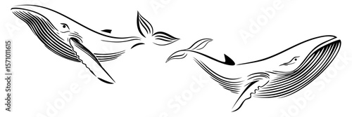 line art illustratiom background blue whale