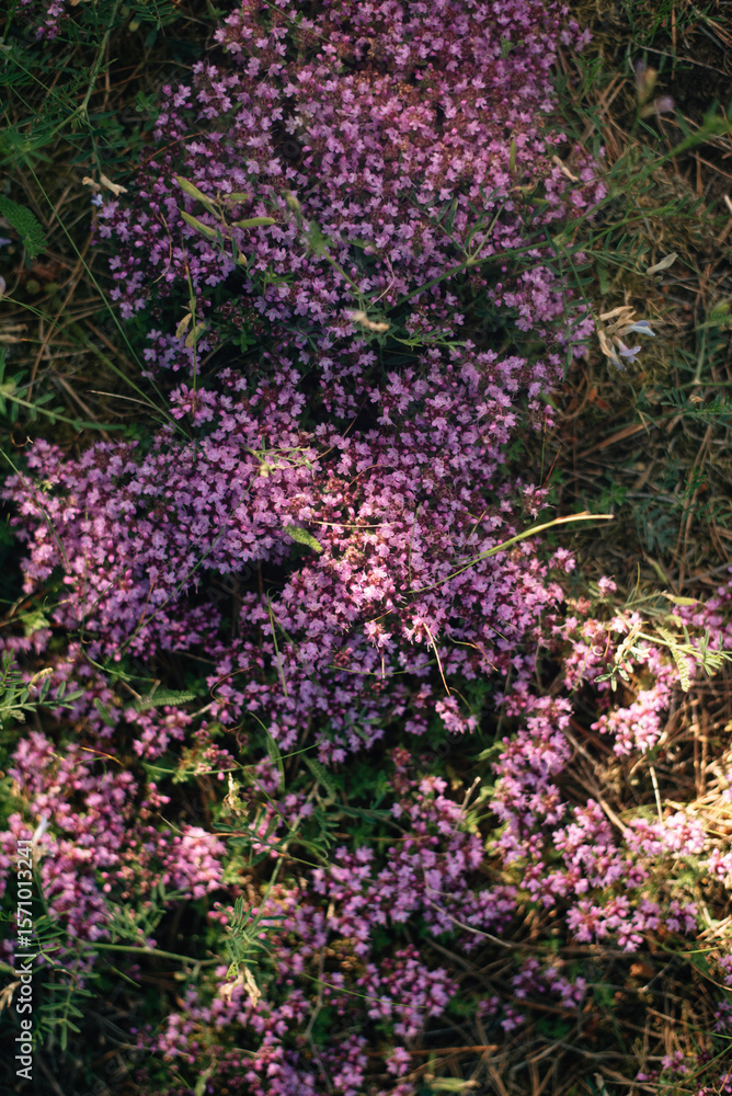 Obraz premium Blooming thyme, clearing in the forest