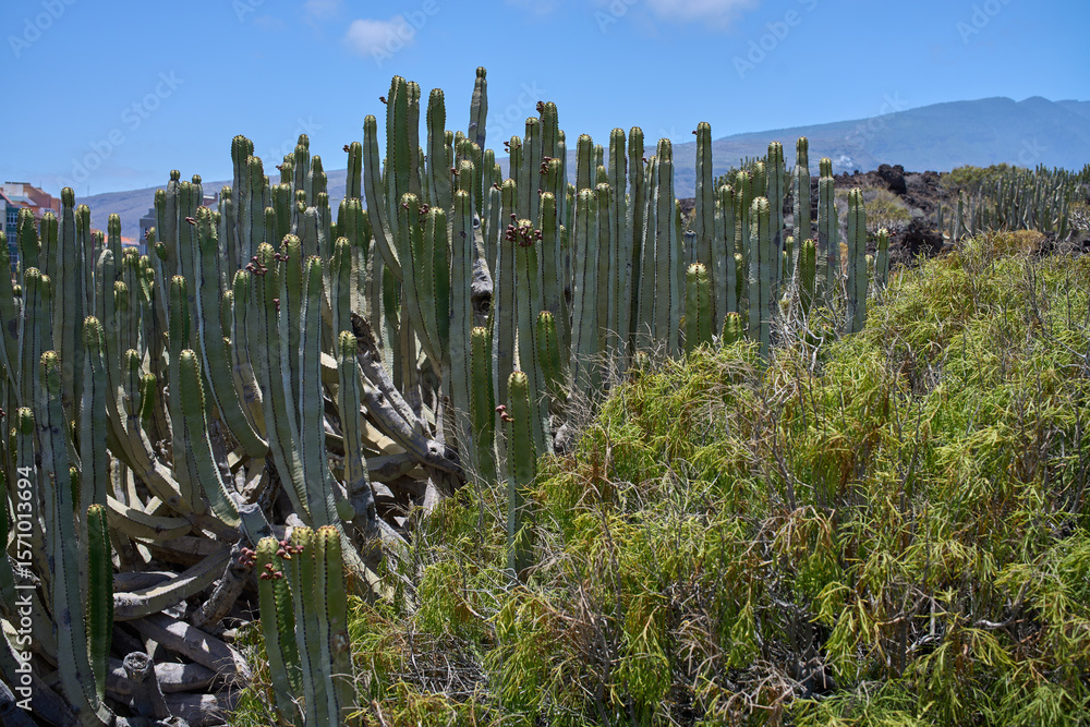 Joint pine and cactus on lava field Joint pine and cactus on lava field