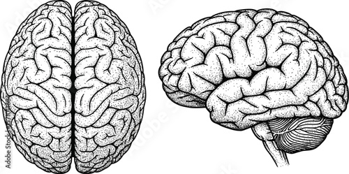 Two views of a human brain anatomical illustration in black and white
