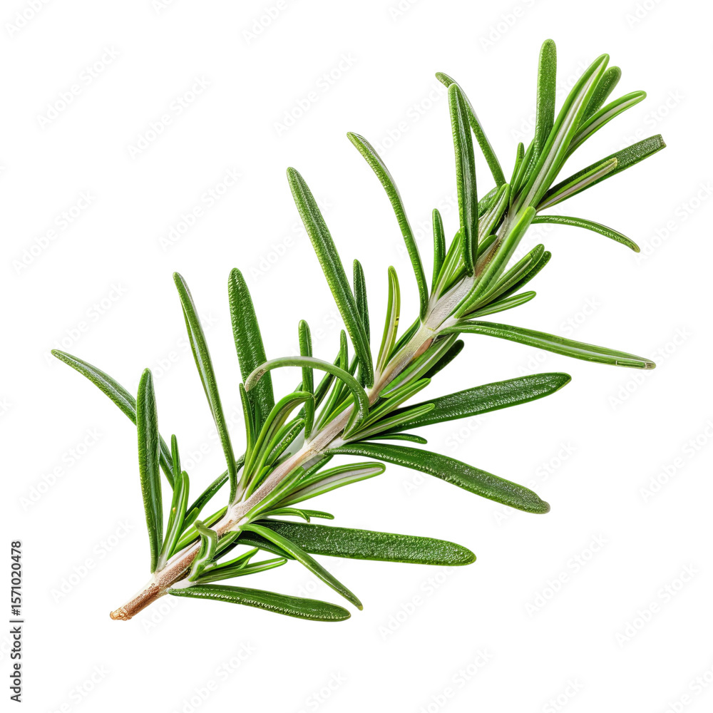 Fototapeta premium Fresh rosemary sprig with vibrant green leaves for culinary use.