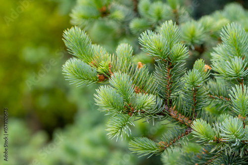 Blue spruce branches in the garden, texture of needles of a Christmas tree