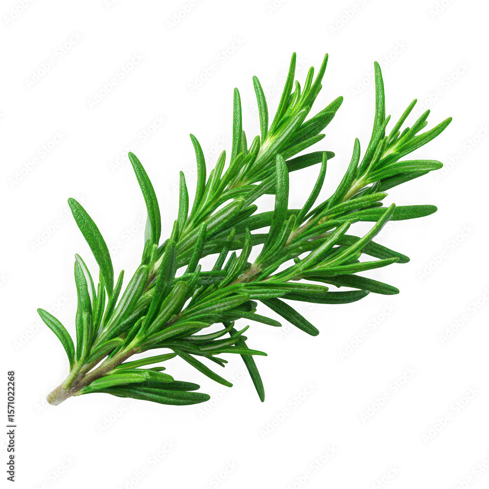 Fototapeta premium Fresh green rosemary herb sprig isolated on transparent background