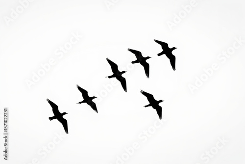birds in the sky
