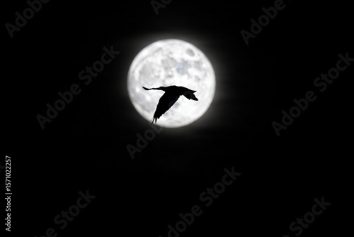 moon and bats