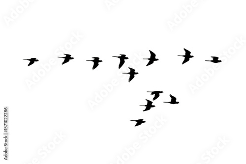 flock of geese