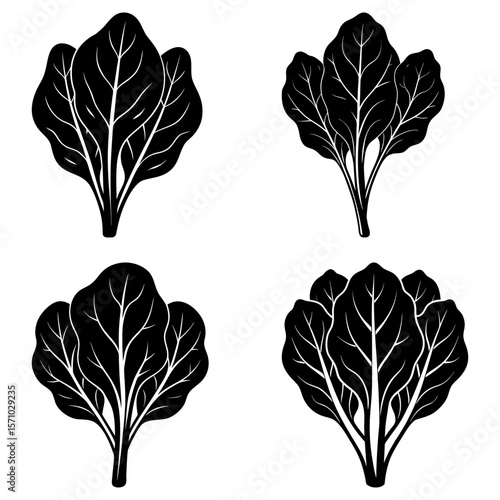 Four spinach bunches with detailed leaf veins in black and white minimalist vector illustration style