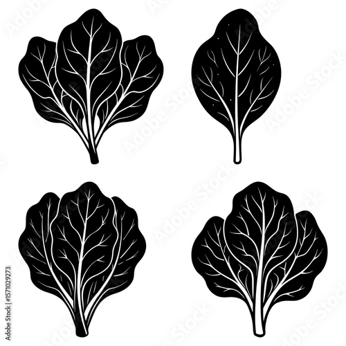 Illustration of four spinach bunches with detailed leaf veins in a black and white monochrome drawing