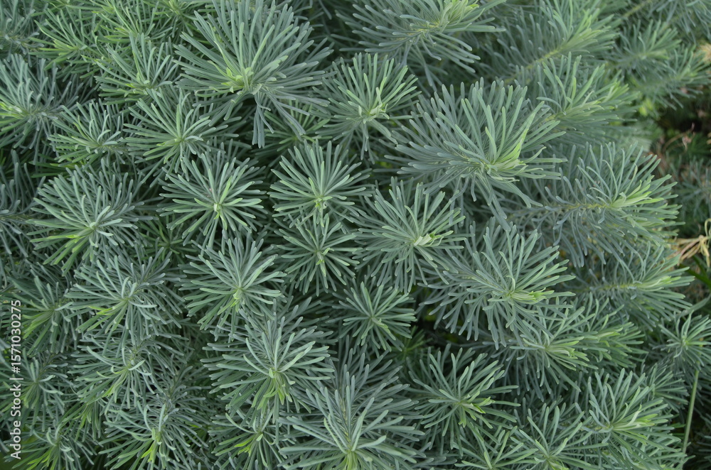 green pine needles green pine needles