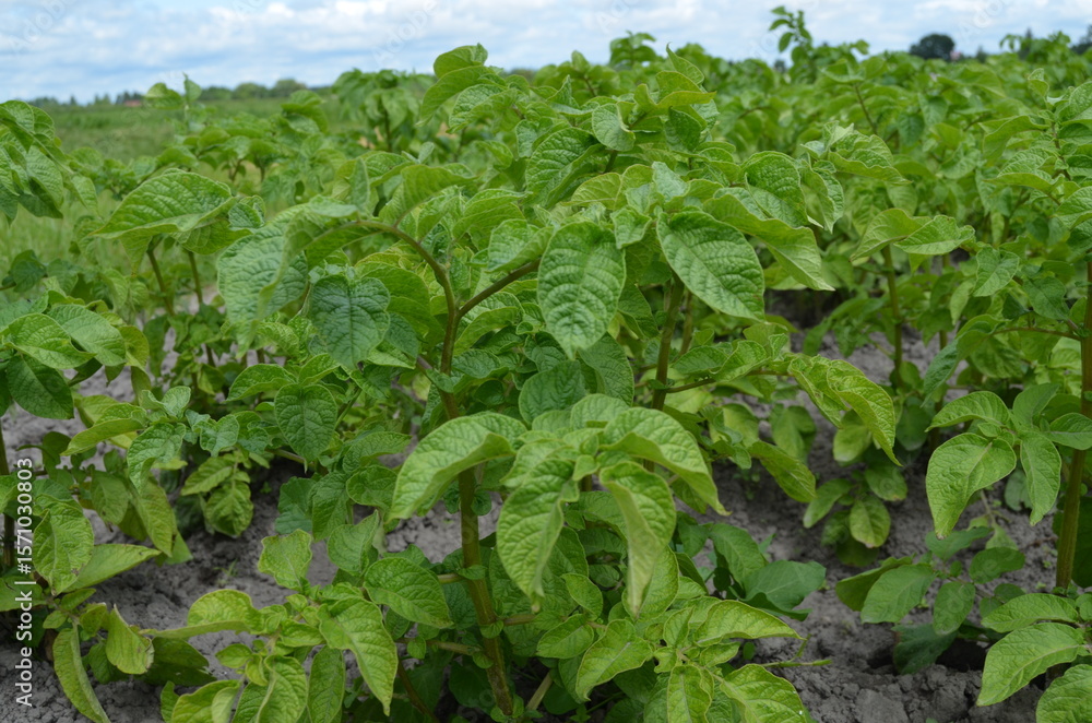 young potato plants young potato plants