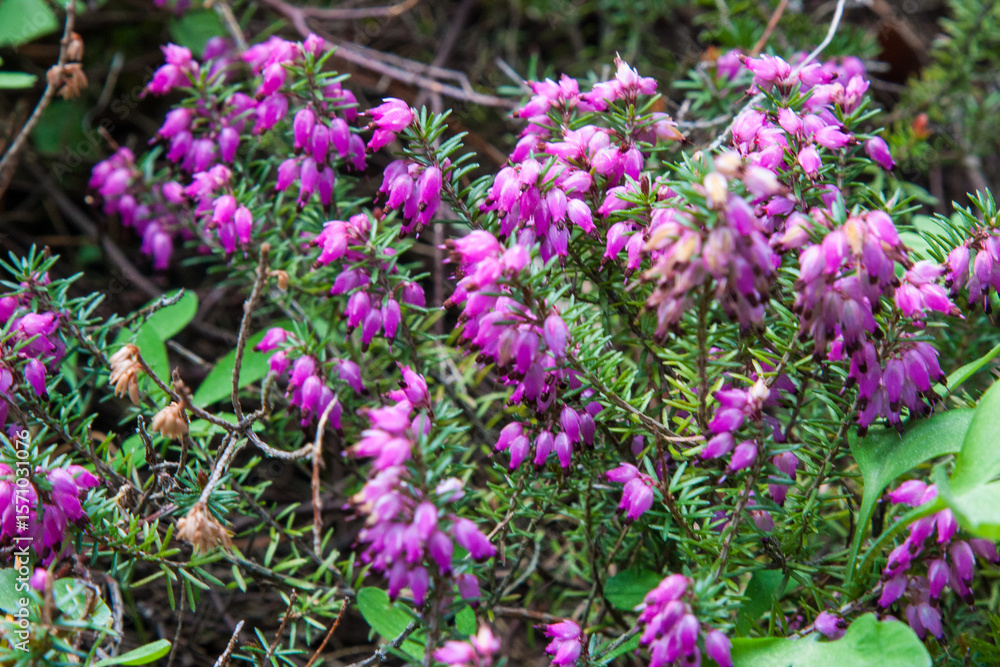 Fototapeta premium Small pink flowers. Pink bell heather, Erica cinerea, flowers in close up with a blurred background of leaves and flowers. Nature floral blooming background