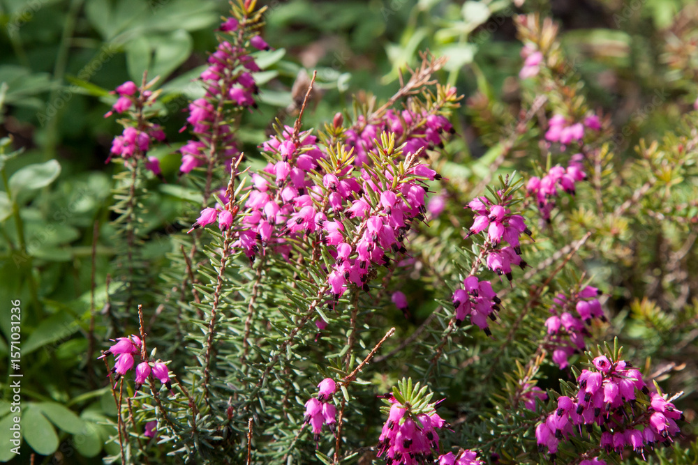 Fototapeta premium Small pink flowers. Pink bell heather, Erica cinerea, flowers in close up with a blurred background of leaves and flowers. Nature floral blooming background