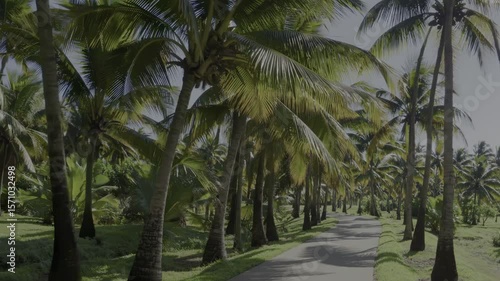 Scenic tropical pathway lined with tall palm trees under bright sunlight — ideal for themes like travel, nature, relaxation, or exotic destinations.
