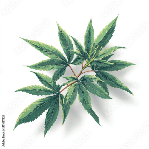 weed isolated in White Background, weed vector, Flat lay vector illustration