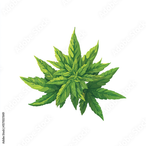 weed isolated in White Background, weed vector, Flat lay vector illustration