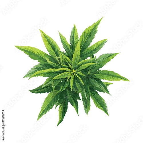 weed isolated in White Background, weed vector, Flat lay vector illustration