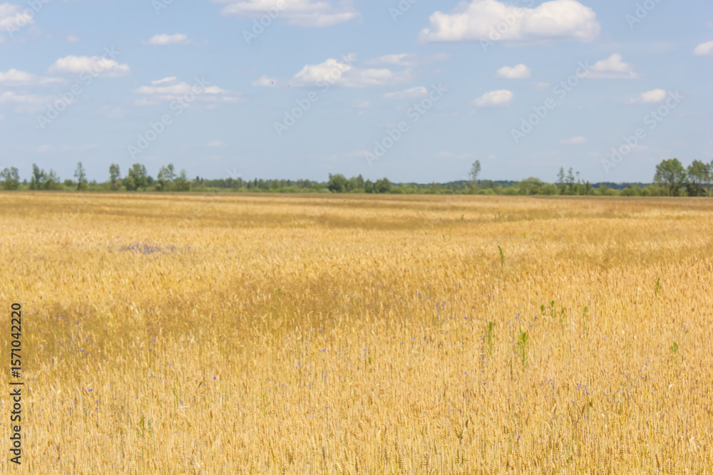 field of yellow wheat against blue sky, ears of wheat field of yellow wheat against blue sky, ears of wheat
