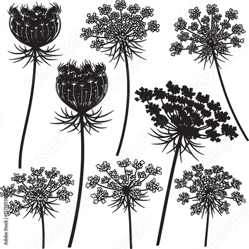 Collection of detailed Queen Anne's Lace and other wild carrot flower silhouettes with intricate umbel structures, perfect for botanical illustrations, natural patterns, and organic design elements