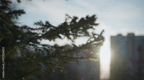 Close up of pine tree branch with sharp needles in foreground as glowing sun creates soft flare near modern office buildings in background during clear winter day with cool natural light