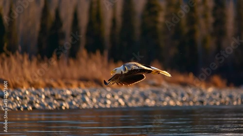 Bald eagle gliding above a river during golden hour, bathed in warm sunset light