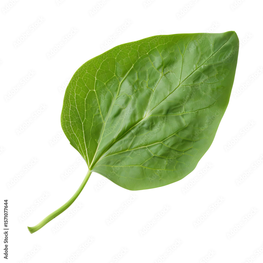 Obraz premium A vibrant green leaf showcasing its intricate veins and texture against a dark background.