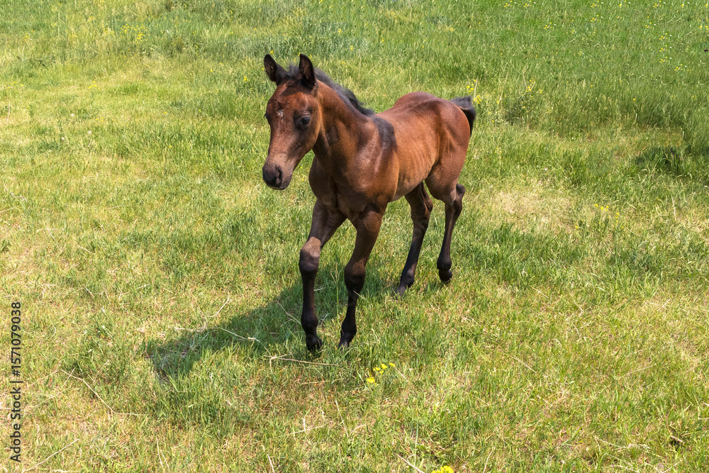 Fototapeta premium Summer outdoor rural scene of a young brown foal walking towards the camera through the green grass in a pasture.