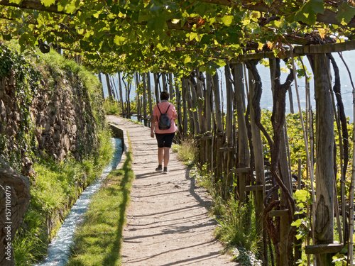 eine Frau wandert unter Weinreben an einem Waal im Vinschgau ( Südtirol)