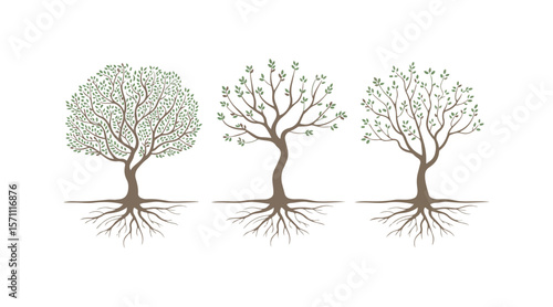 Various tree vectors. Forest and nature concept. Collection of different tree symbols. Education and training poster design. Vector drawn for plant and tree presentation.